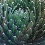 Agave victoriae-reginae Leaf