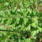 Daucus aureus Leaf