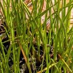 Eriophorum scheuchzeri Likasa