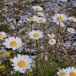 Anthemis chia Flor