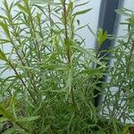 Artemisia dracunculus List