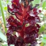 Orobanche foetida Flor