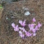 Cyclamen graecum Flower