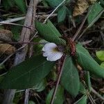 Blepharis maderaspatensis 花