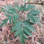 Rubus nemoralis Levél