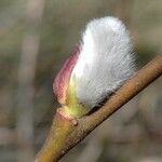 Salix × reichardtii Квітка