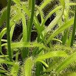 Drosera capensis Blad