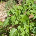 Chenopodiastrum murale Habit