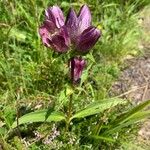 Gentiana pannonica 花