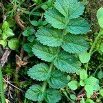 Erodium moschatum برگ