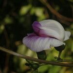 Centrosema plumieri Квітка