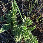 Balsamorhiza hookeri Habitus