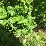 Cardamine asarifolia Lorea