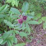 Comarum palustre Habit