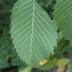 Ulmus laevis Blad