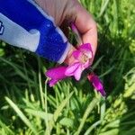 Gladiolus italicus Fleur