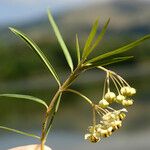 Gomphocarpus physocarpus Іншае