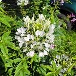 Cleome speciosa Flower