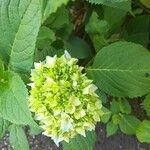 Hydrangea arborescensBlad