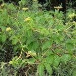 Cyphostemma cyphopetalum Vivejo