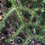 Abies cephalonica Fuelha