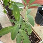 Salvia officinalis Foglia