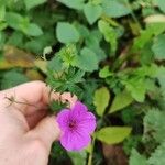 Geranium palustreKvet