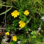 Hibbertia empetrifolia Hábito