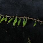 Corydalis chaerophylla Hàbitat