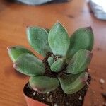 Adromischus cooperi Folha