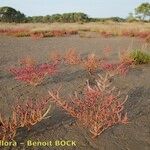 Salicornia procumbens Характер