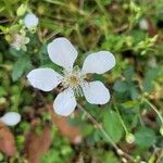 Rubus argutus Blüte