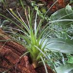 Tillandsia punctulata Levél