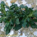 Silene hifacensis Habit