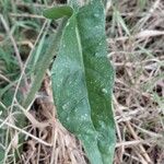 Helminthotheca echioides Leaf