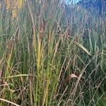 Typha orientalis 整株植物