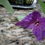 Dalechampia aristolochiifolia Flower