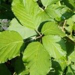 Rubus scaber Feuille