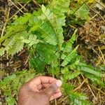 Albizia adianthifolia Delienn