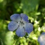 Nemophila phacelioides Цвят