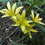 Gagea villosa Blüte