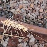 Triticum turgidumLeaf