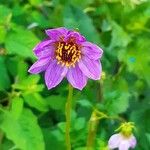 Dahlia merckii Flower