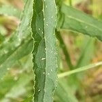 Campanula cervicaria Feuille