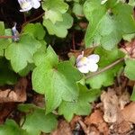 Cymbalaria muralis Lapas