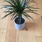 Dracaena reflexaLapas