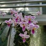 Phalaenopsis celebensis Floro