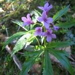 Cardamine pentaphyllos Квітка