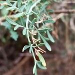 Ruta angustifolia Лист