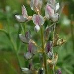 Lupinus palaestinus Blüte